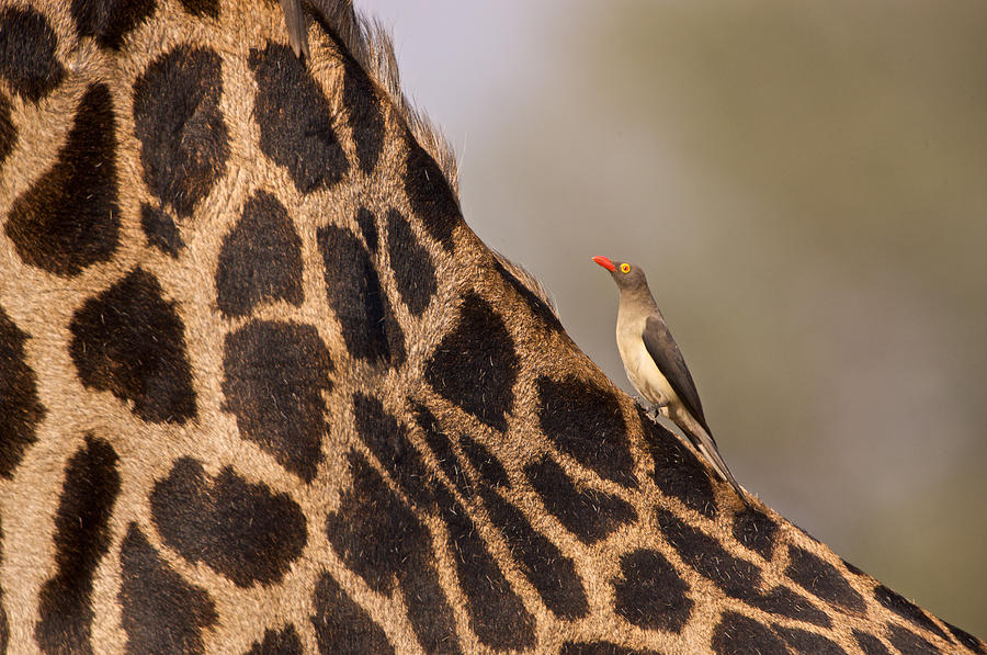 Nature Photograph - Oxpecker on giraffe back by Johan Elzenga