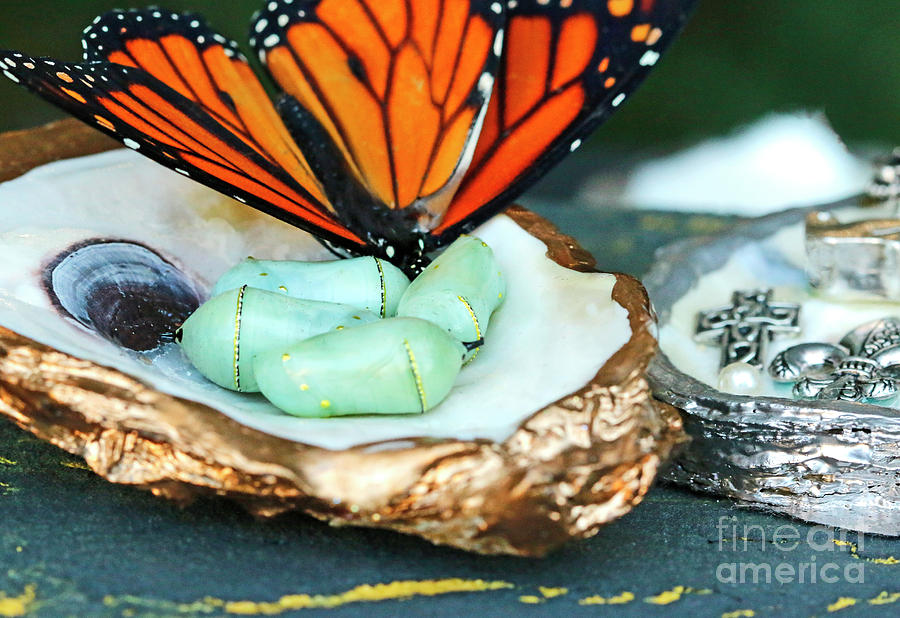Oyster and Butterfly and Chrysalis Photograph by Luana K Perez