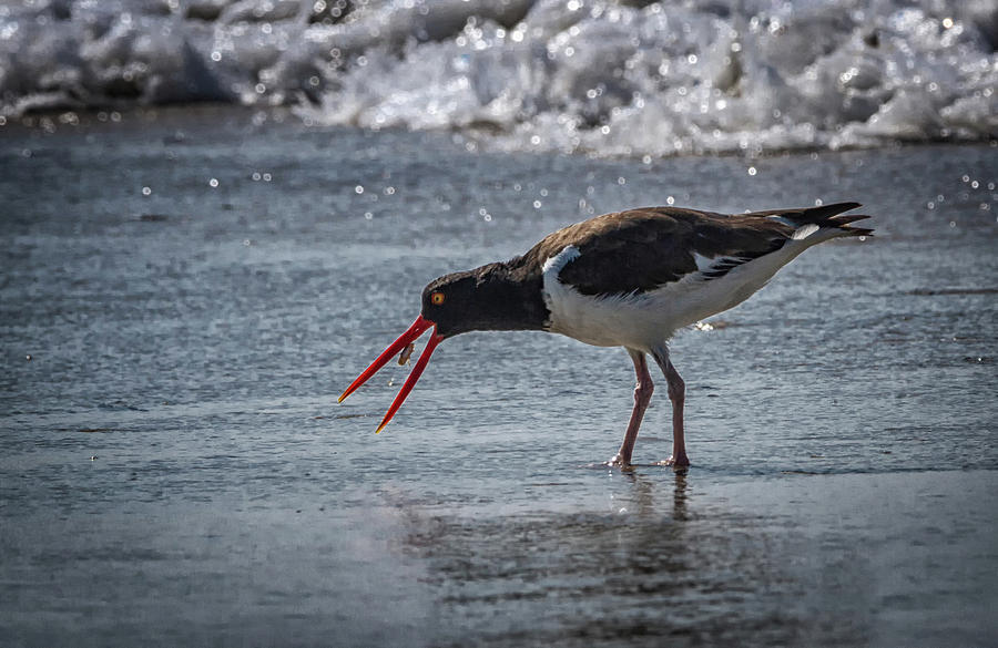 Oyster Catcher with Sand Crab 4588 Photograph by Deidre Elzer-Lento