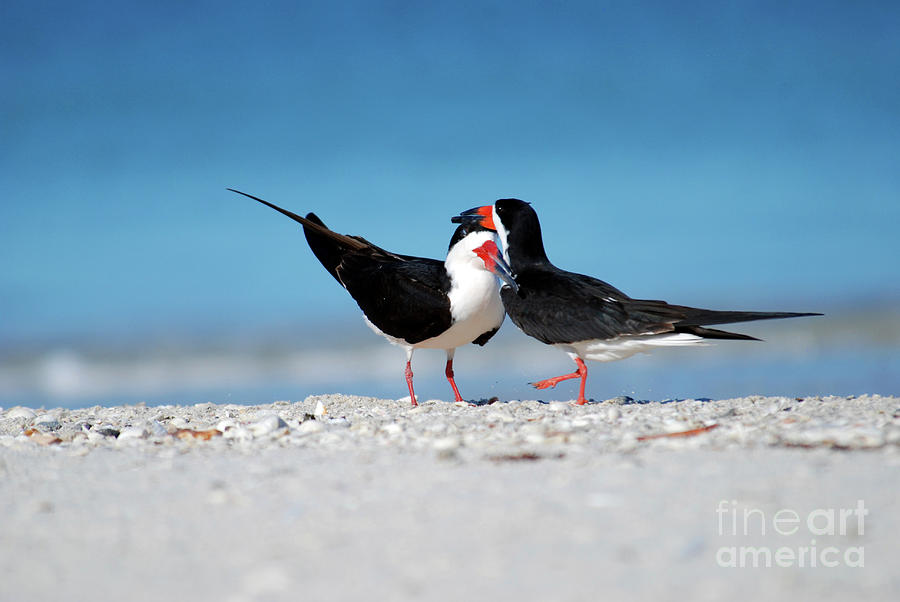 Bird Photograph - Black Skimmers by Terri Winkler
