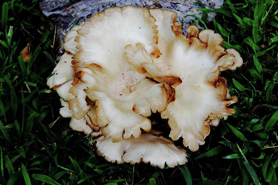  Oyster Mushroom Photograph by Allen Nice-Webb