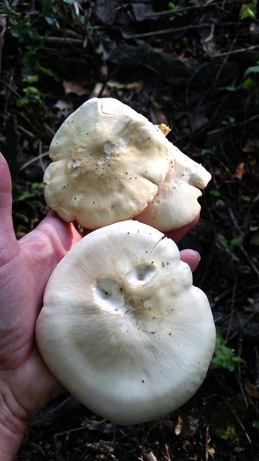 Oyster Mushrooms Photograph by Brook Burling