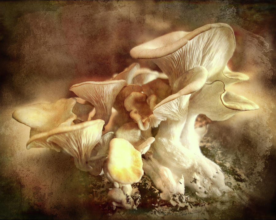 Oyster Mushrooms Digital Art by Cindy Collier Harris