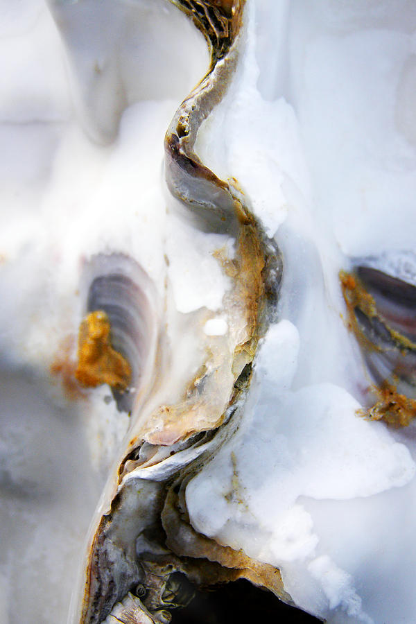 Shell Photograph - Oyster by Richard George