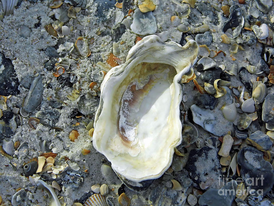 Nature Photograph - Oyster Shell  by D Hackett