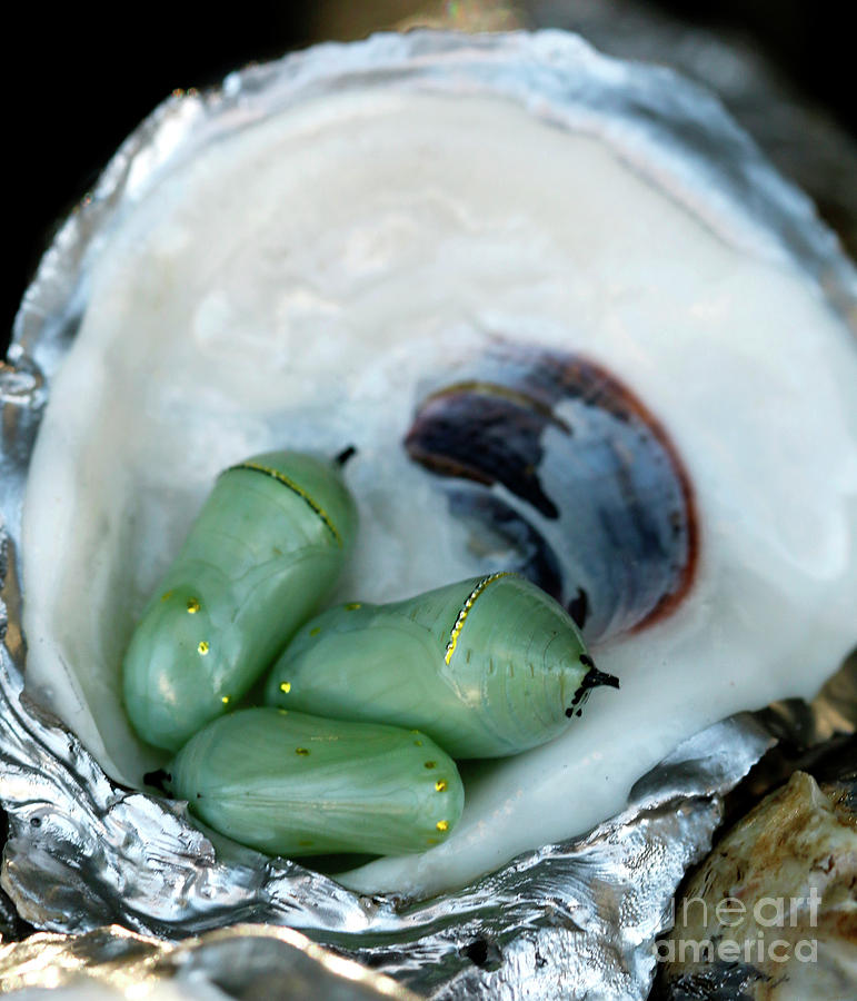 Oyster Shell with Butterfly Chrysalis  Photograph by Luana K Perez