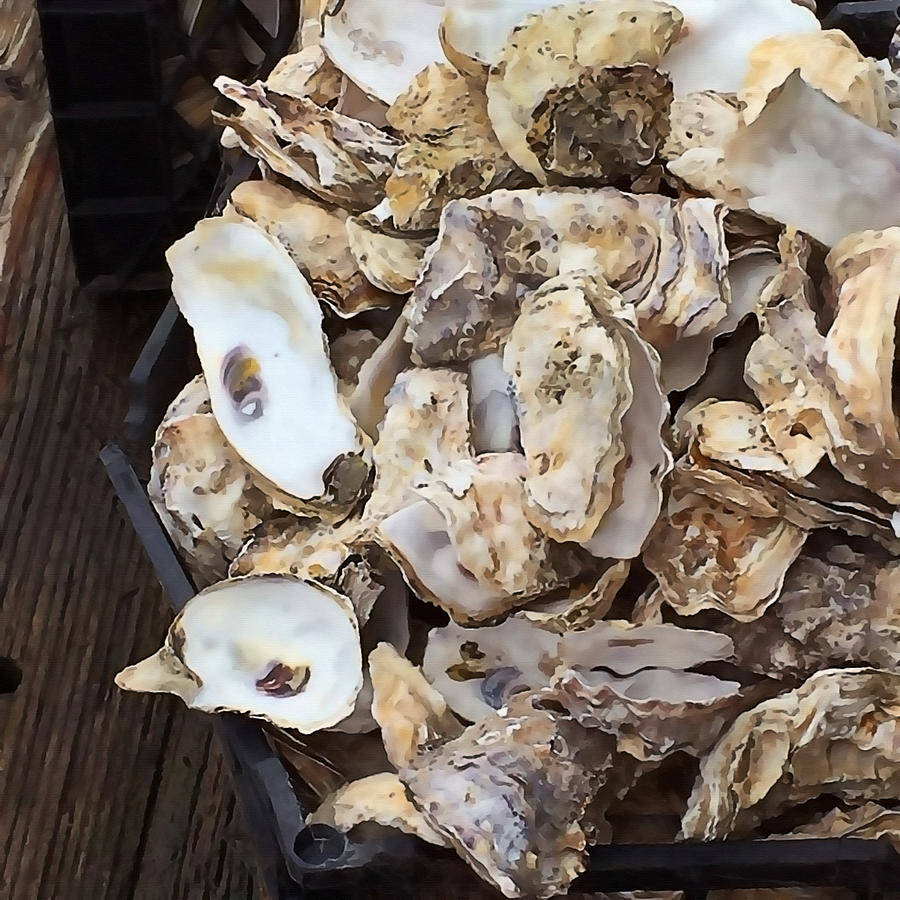 Oyster Shells Photograph by Art Block Collections