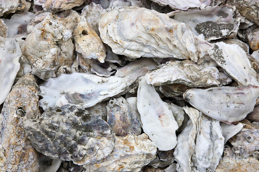 Oyster Shells Photograph by Inga Spence