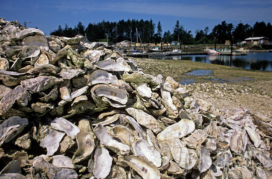 Oyster Shells Photograph by Jim Corwin