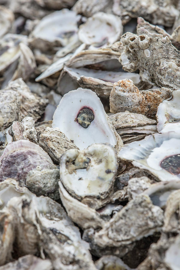Oyster Shells  Photograph by John McGraw