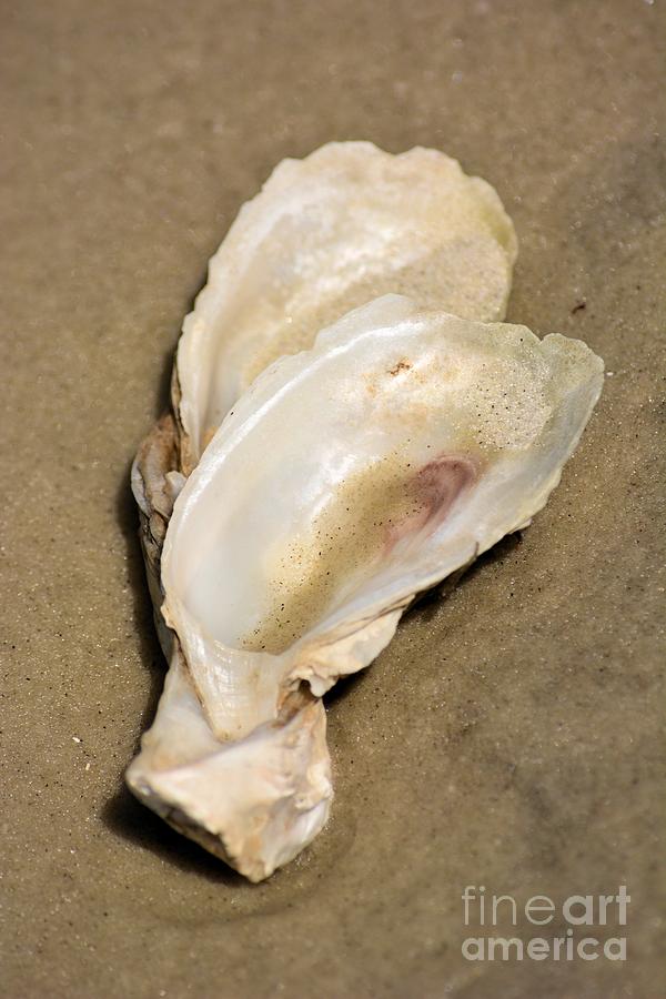 Oyster Shells On Jeykll Photograph By Katherine W Morse 