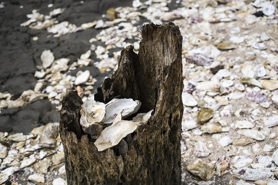 Oyster Shells Photograph by Robert Potts
