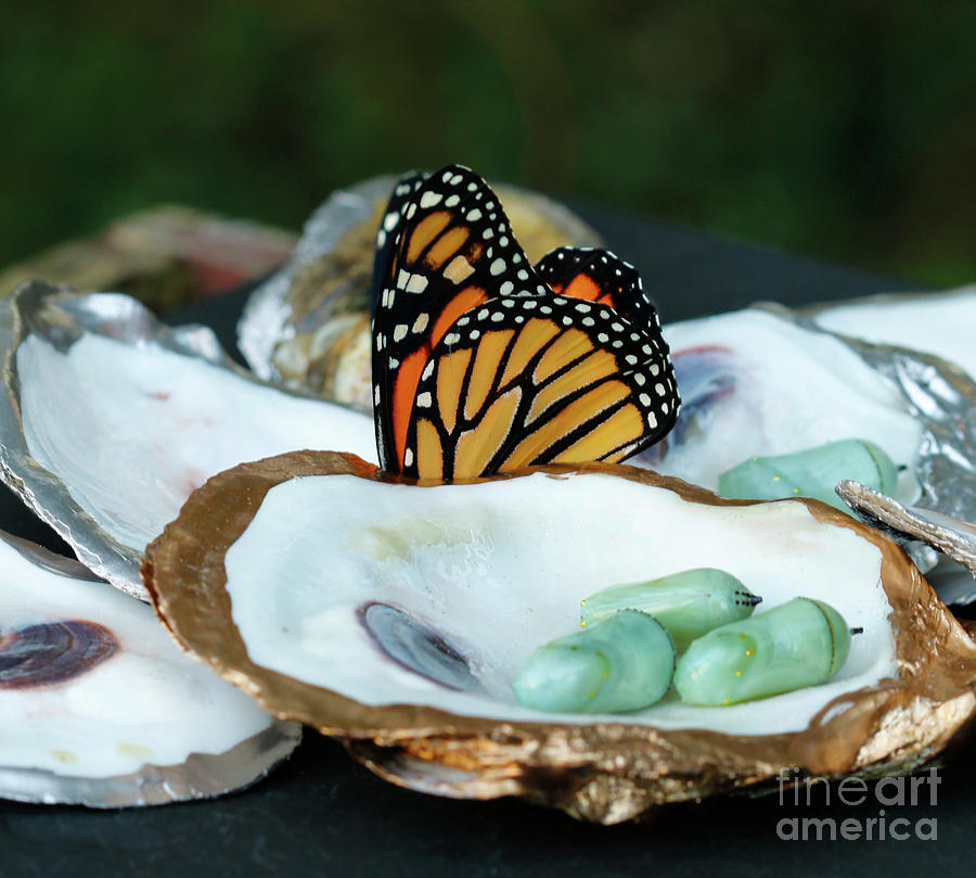 Oyster Shells with Chrysalis and Butterfly Photograph by Luana K Perez
