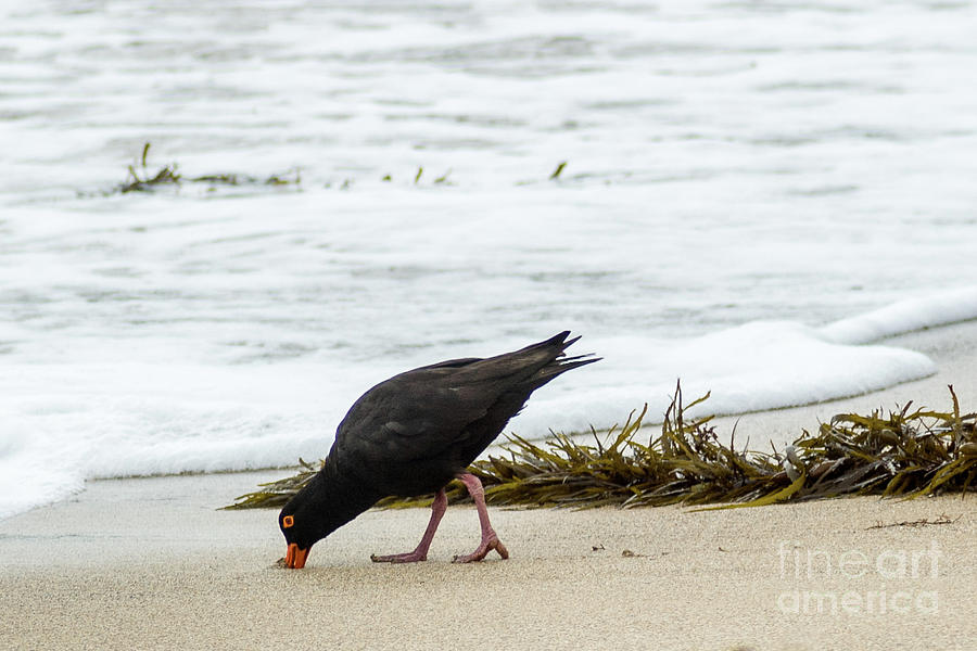 Oystercatcher 01 Photograph by Werner Padarin