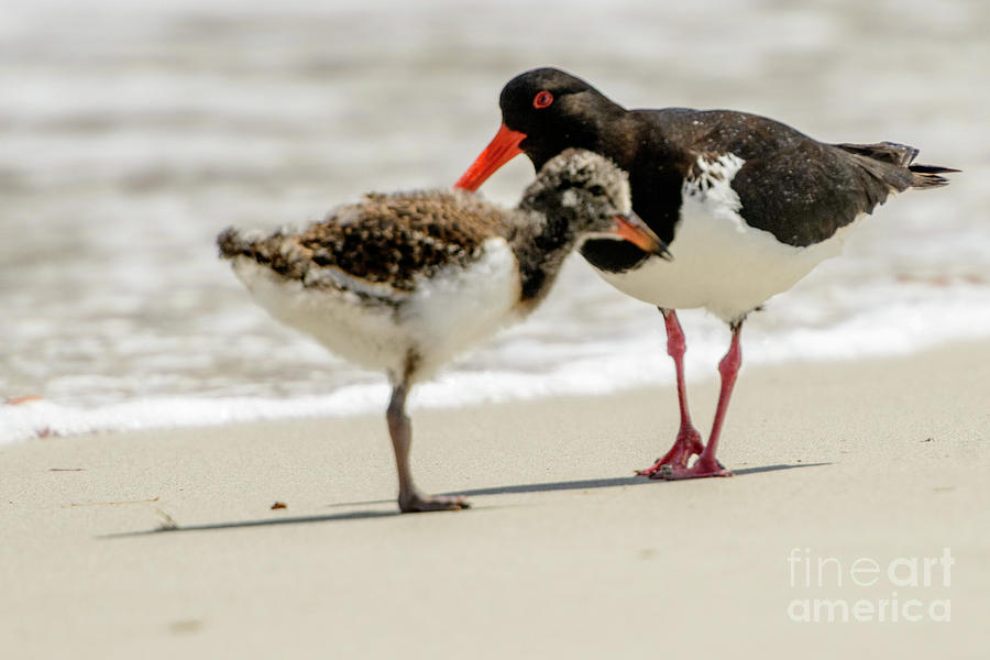 Oystercatcher 02 Photograph by Werner Padarin