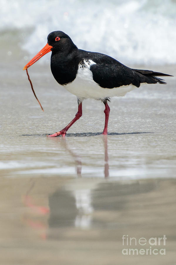 Oystercatcher 03 Photograph by Werner Padarin