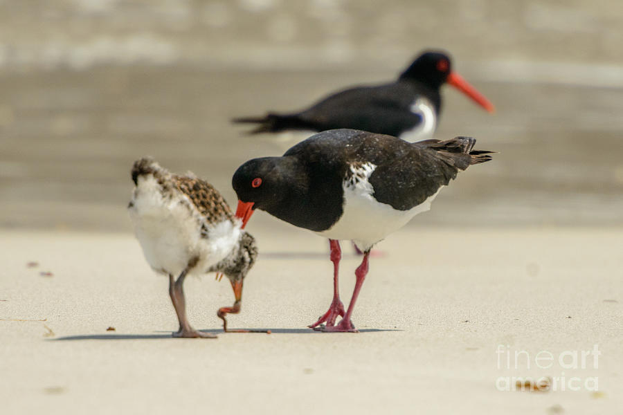 Oystercatcher 06 Photograph by Werner Padarin