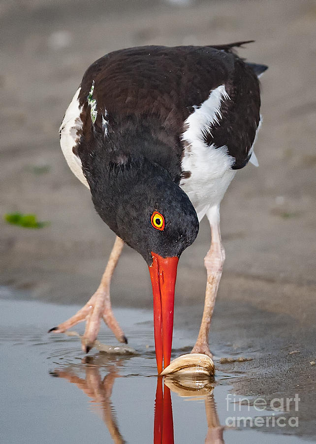 Oystercatcher Eating Clam Photograph by Jerry Fornarotto