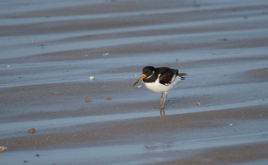 Oystercatcher On Beach Photograph by Adrian Wale