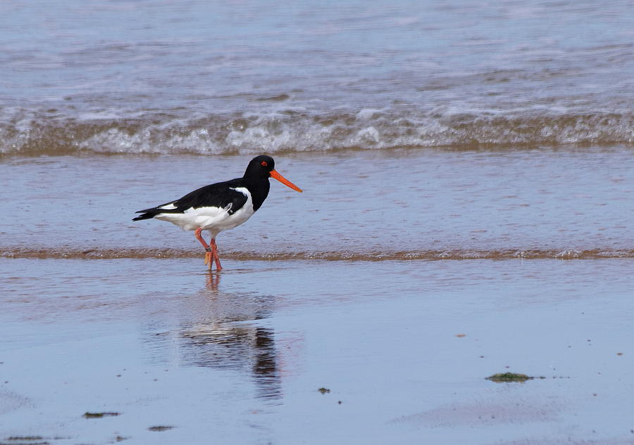 Oystercatcher On The Beach Photograph by Jeff Townsend