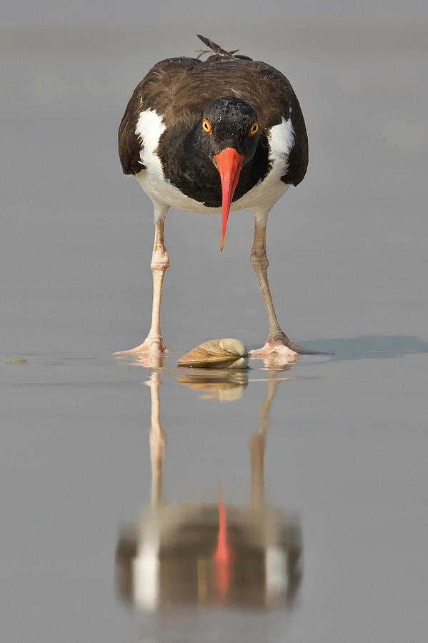 Oystercatcher Over Clam and Reflection Photograph by Jerry Fornarotto