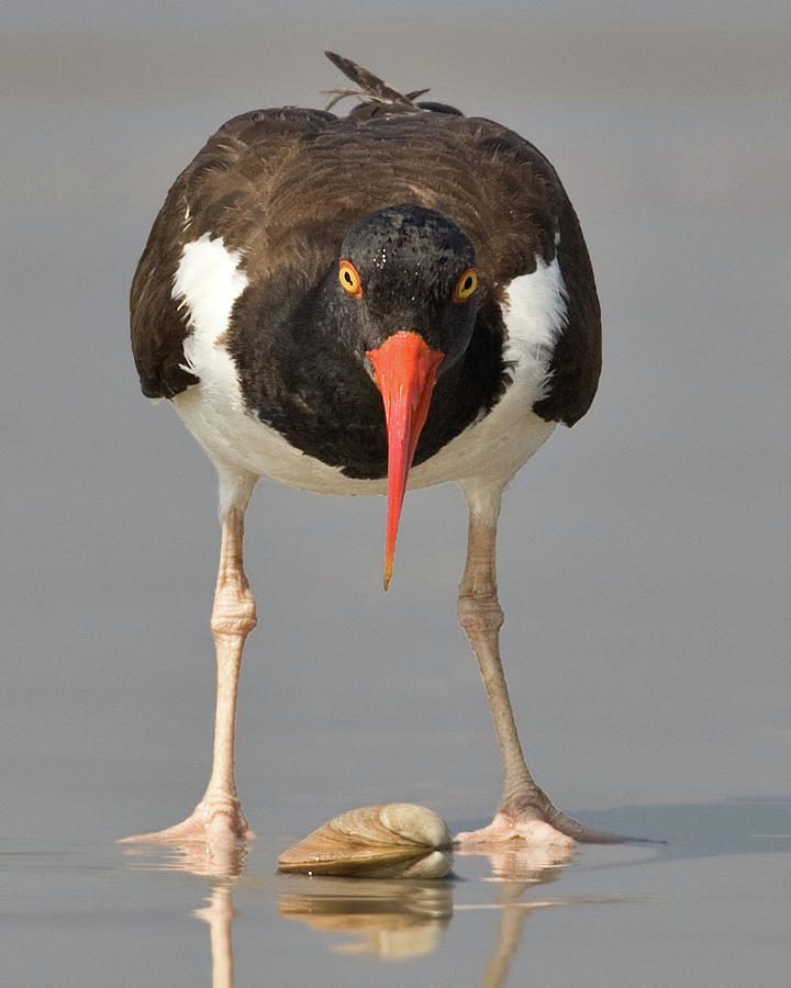 Oystercatcher Over Clam Photograph by Jerry Fornarotto