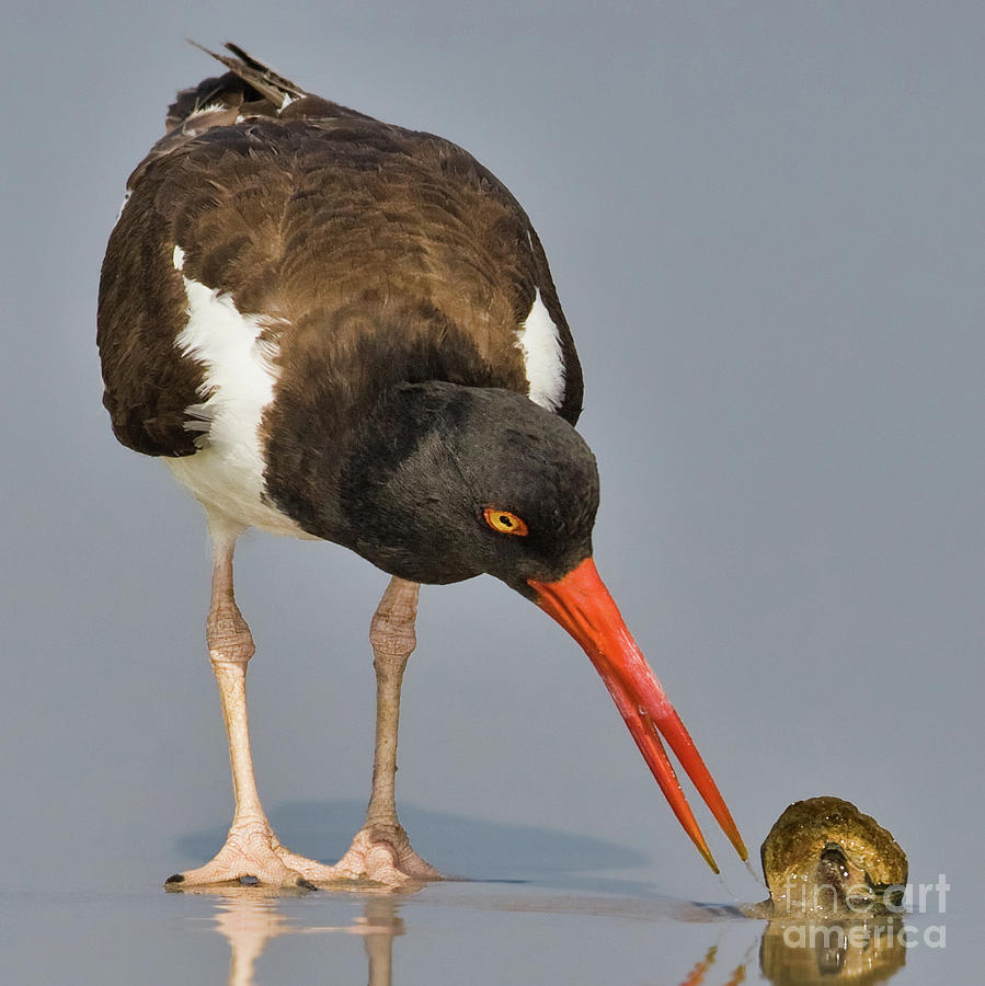 Oystercatcher with Shell Photograph by Jerry Fornarotto