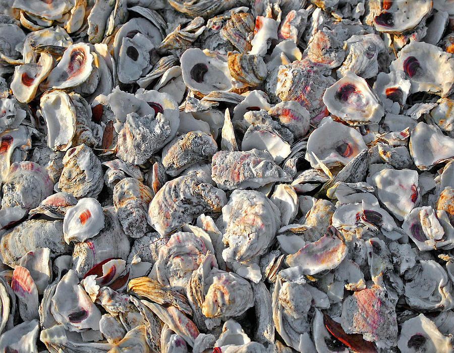 Oysters Shells Digital Art by Michael Thomas