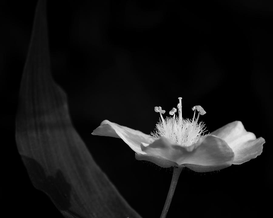 Ozark Spiderwort Photograph by Michael Dougherty