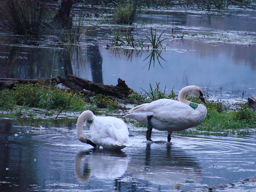 Boxley Valley Swans Photograph by Mary Halpin