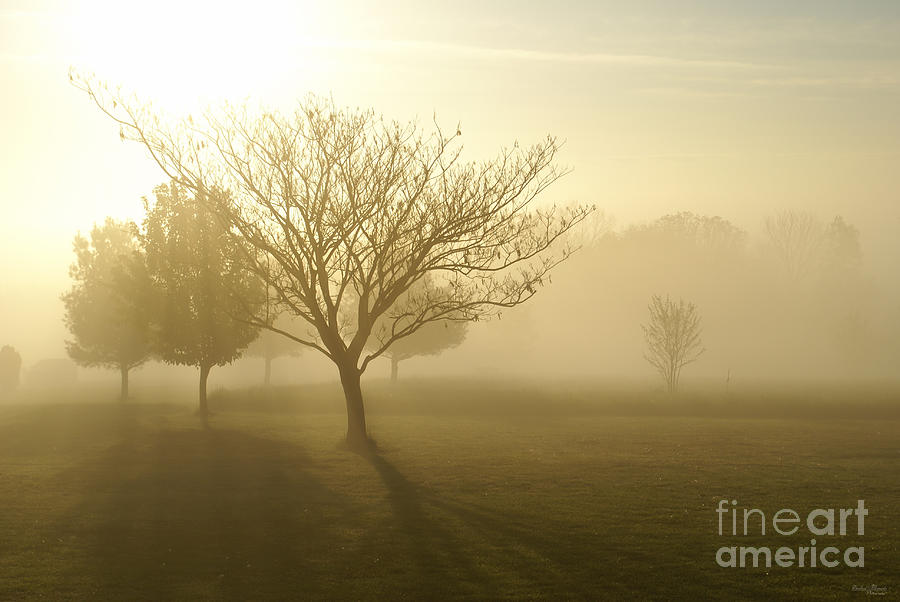 Nature Photograph - Ozarks Misty Golden Morning Sunrise by Jennifer White