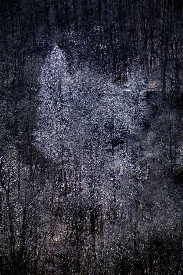 Ozarks Trees #6 Photograph by David Chasey
