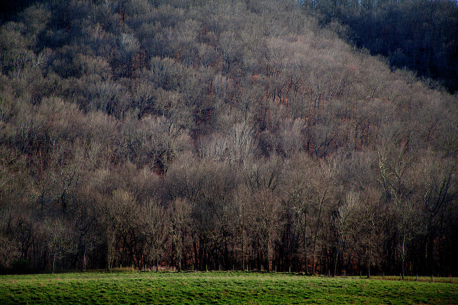 Ozarks Trees Photograph by David Chasey