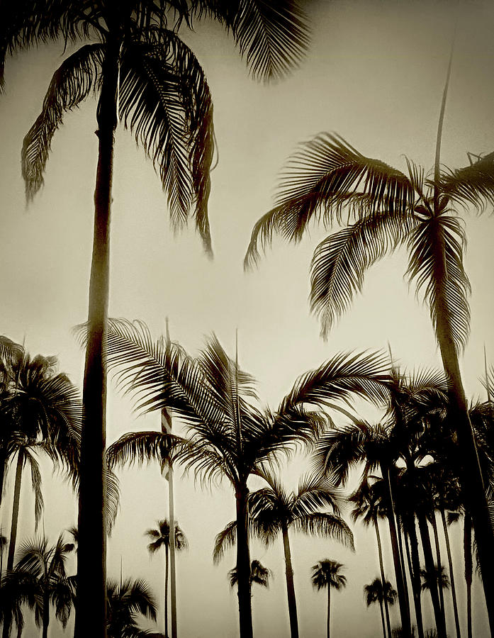 P Is For Palms Photograph by Joseph Hollingsworth
