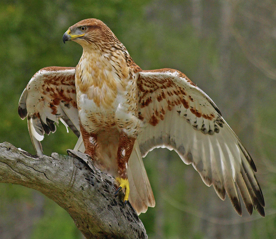 P3156140 Ferruginous Hawk Photograph by Stephen Ham - Fine Art America