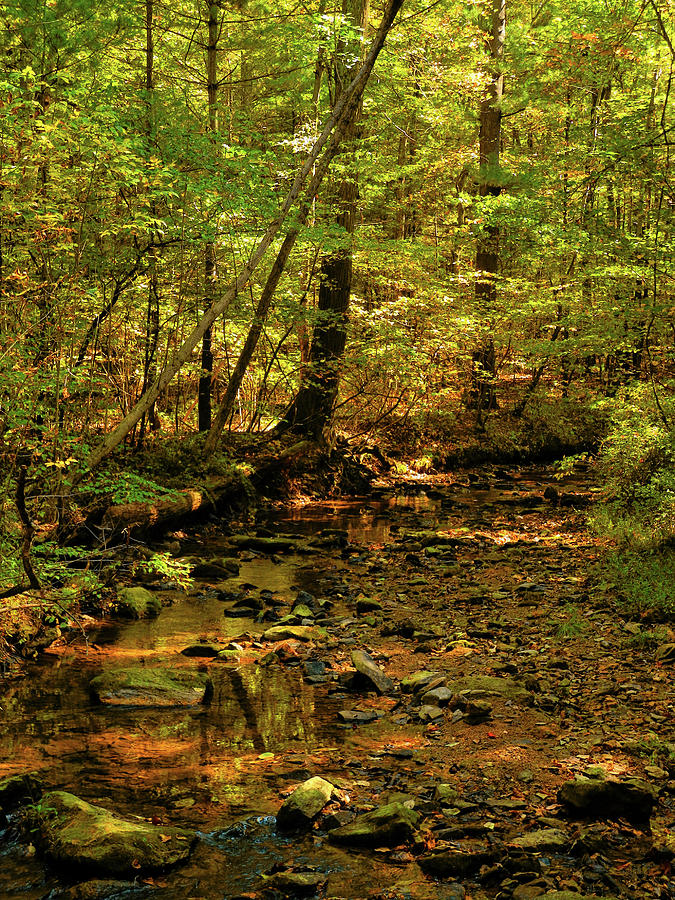PA AT Creek in Early Autumn 2 Photograph by Raymond Salani III
