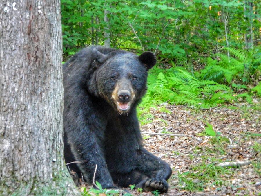 PA Black Bear Photograph by Shera and Bill Fuhrer - Fine Art America