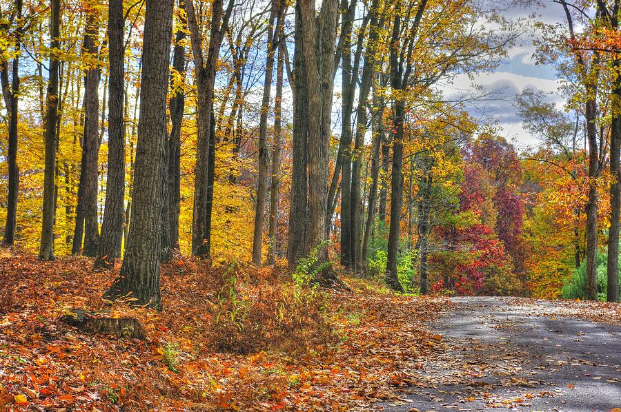 PA Country Roads - Autumn Colorfest No. 3 - Fire in the Woods - Northumberland County Photograph by Michael Mazaika