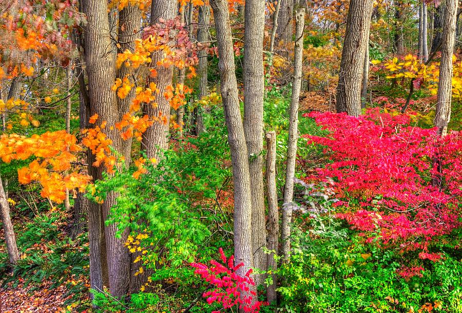 PA Country Roads - Autumn Flourish - Harmony Hill Nature Area - Chester County PA Photograph by Michael Mazaika