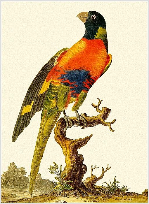 pa FB PeterBrown RainbowLorikeet Penny Olsen Digital Art by Eloisa ...