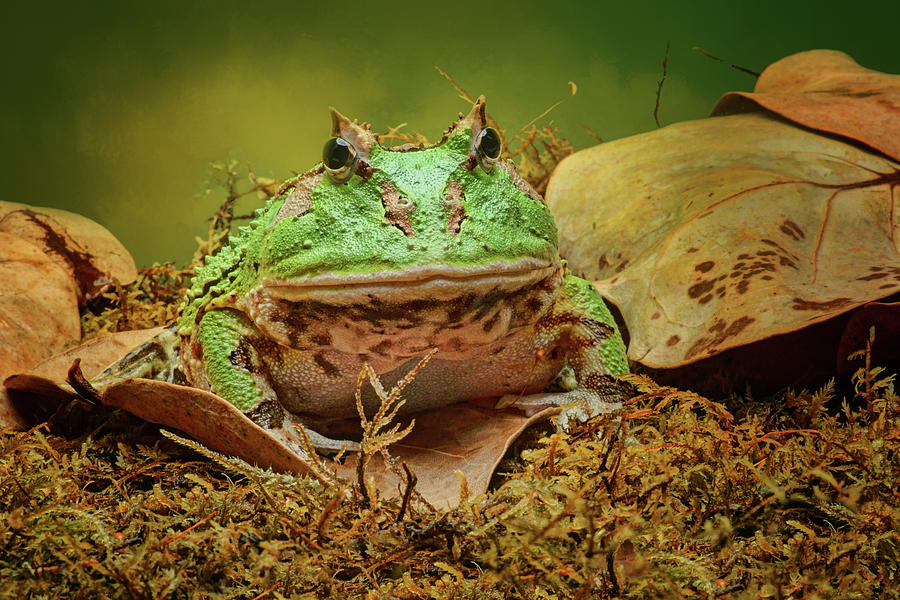 Pac Man - Frog Photograph by Nikolyn McDonald