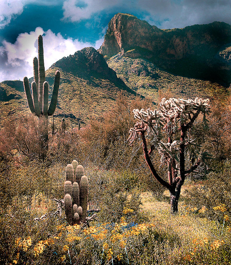 Mountain Photograph - Pacacho Guardian of the Desert by Ciro Verdi