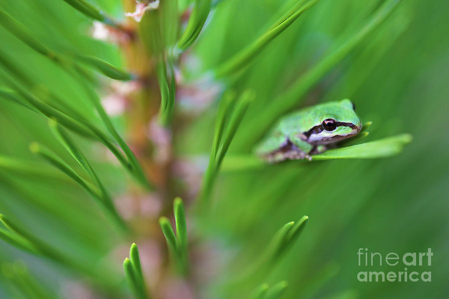 Pacfic tree frog on pine needle Photograph by Bruce Block