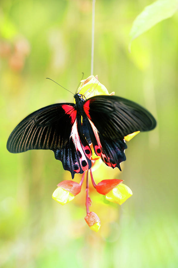 Pachliopta Kotzebuea Butterfly Photograph by Jenny Rainbow