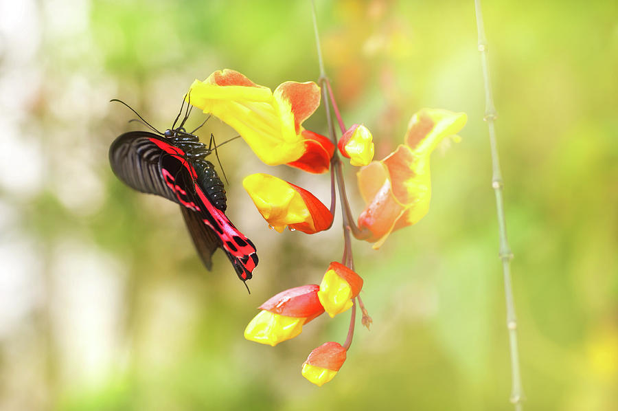 Pachliopta Kotzebuea Butterfly on Yellow Flower Photograph by Jenny Rainbow