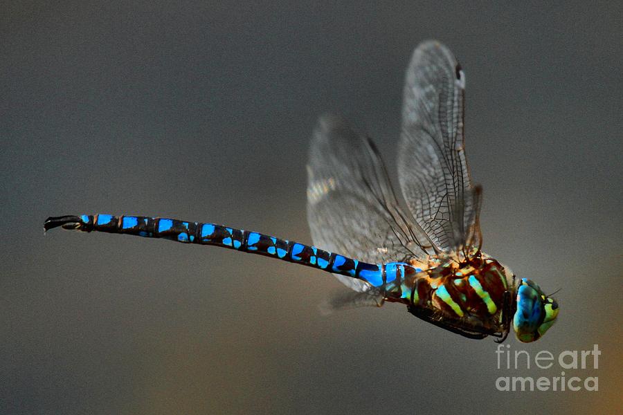 Blue Dragonfly Photograph - Pachydiplax Longipennis In Flight by Adam Jewell