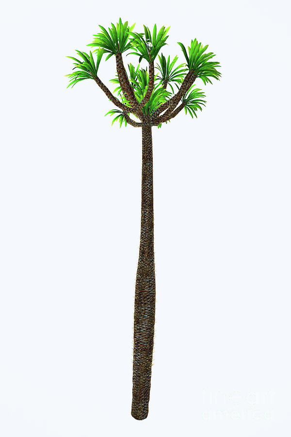 Pachypodium lamerei Tall Tree Digital Art by Corey Ford