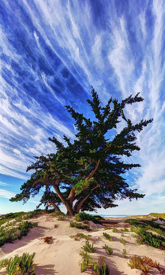 Pacific Beach Juniper Photograph by ABeautifulSky Photography by Bill Caldwell