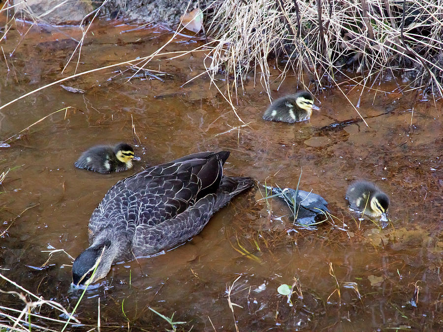 Pacific Black Duck Family Photograph