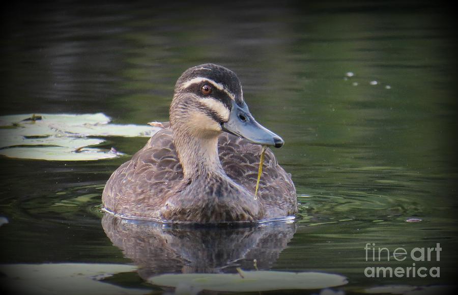 Pacific Black Duck I See You Photograph by Evie Hanlon